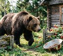 Специалисты рассказали, когда медведи на Сахалине становятся особенно злыми