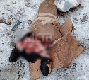 Кошмар на улице Западной: в Южно-Сахалинске "сняли скальп" с животных 