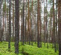 На Сахалине подделали документы по восстановлению леса