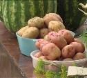 Сколько будут стоить овощи нового урожая, подсчитывают на Сахалине