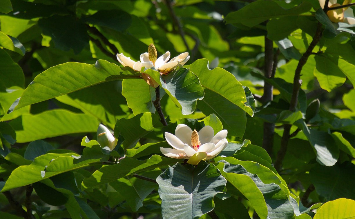 Магнолия зацвела на Курилах