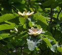 Магнолия зацвела на Курилах