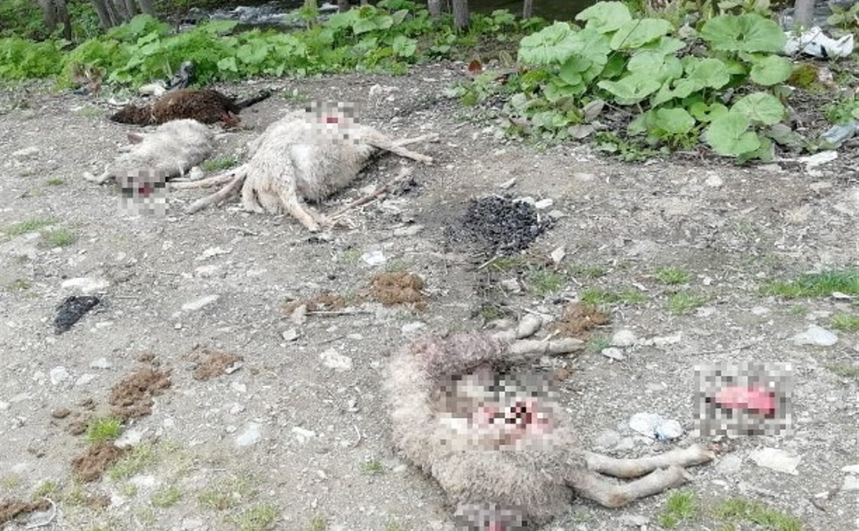 Полиция выясняет, кто раскидал обезглавленных животных в Южно-Сахалинске