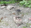 Полиция выясняет, кто раскидал обезглавленных животных в Южно-Сахалинске