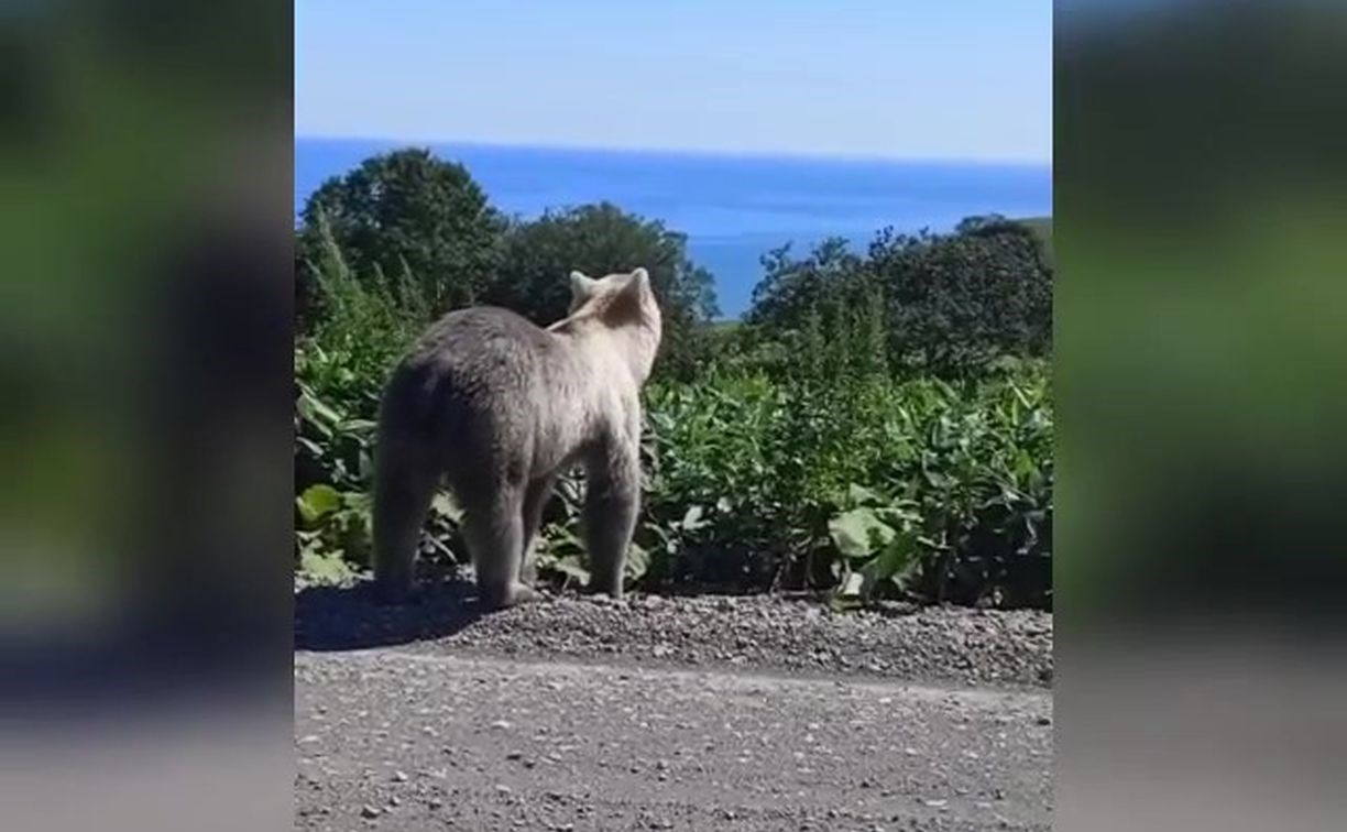 Медведь с белой мордой не захотел общаться с людьми на Курилах - Новости  Сахалинской области - astv.ru