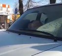 "От жажды лижут окна": трёх кошек заперли в автомобиле на морозе в Южно-Сахалинске