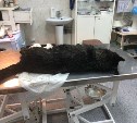 Отравленная догхантером собака умерла в клинике Южно-Сахалинска