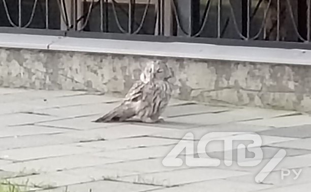 В Южно-Сахалинске спасли сову, которую вороны гоняли по улице