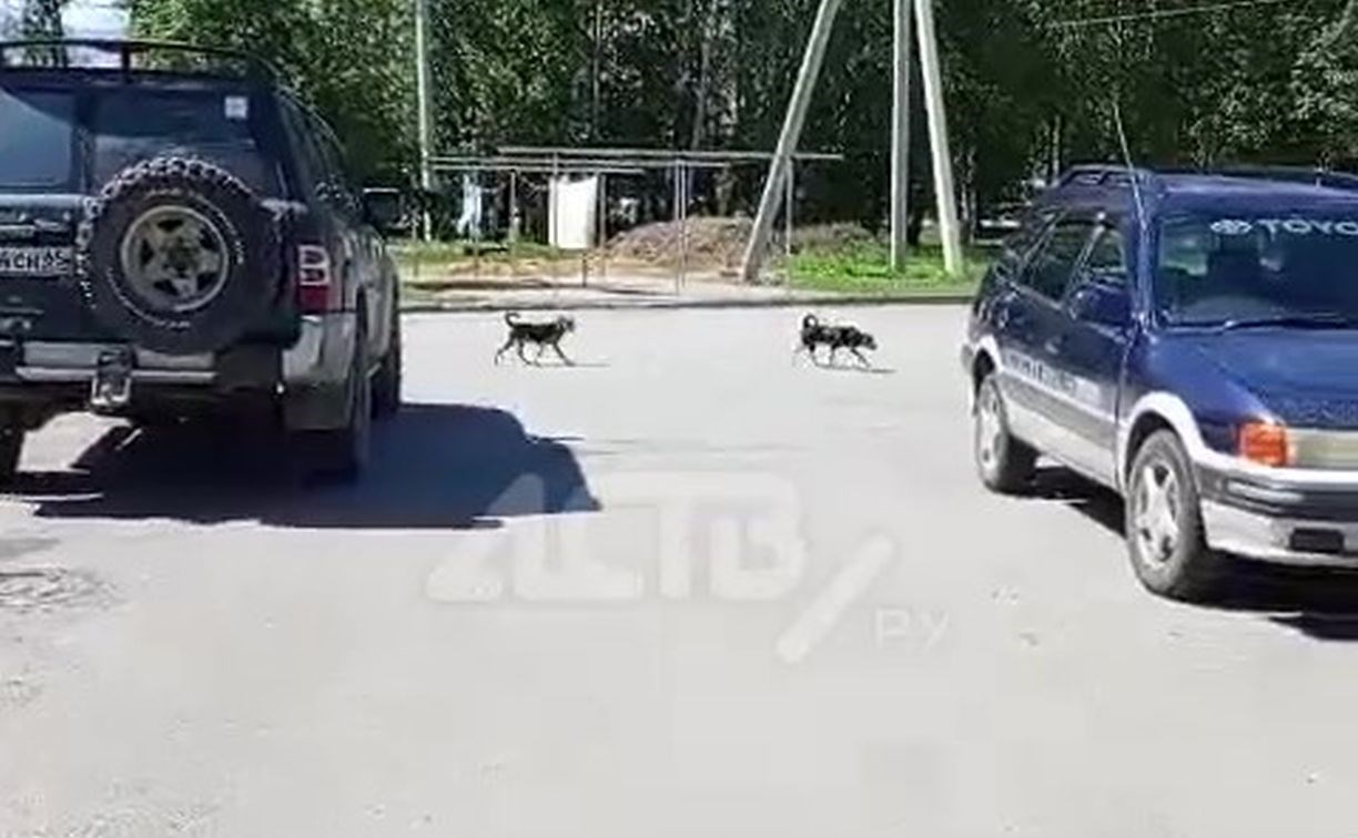 В Смирных отловили двух из четырёх собак, охотившихся на жителей дворов