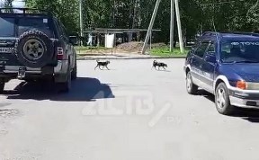 Происшествия