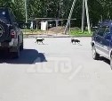 В Смирных отловили двух из четырёх собак, охотившихся на жителей дворов