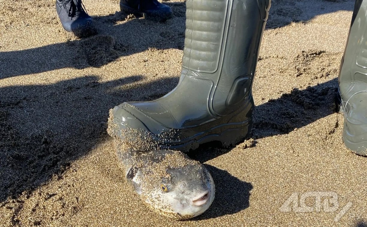 Опасность на береговой рыбалке: в районе Взморья сахалинцы поймали на удочку ядовитую фугу