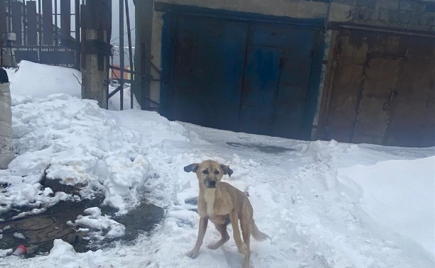 "Помощь или концлагерь?": зоозащитники в Холмске шокированы состоянием собак после отлова