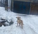 "Помощь или концлагерь?": зоозащитники в Холмске шокированы состоянием собак после отлова