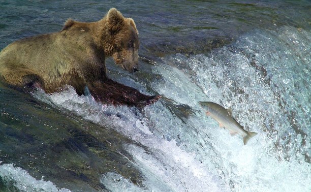 Курильчанин понял, что рыбачил с медведем, когда проявил фотографию