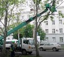 В Южно-Сахалинске начали сносить и подрезать деревья по Коммунистическому проспекту