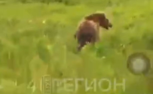 На Камчатке ищут гида, гонявшего медведя на потеху китайским туристам