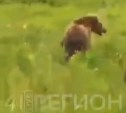 На Камчатке ищут гида, гонявшего медведя на потеху китайским туристам