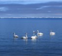   Лебеди прилетели на Сахалин (ФОТО)