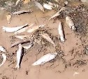 Мёртвой селёдкой усыпало берег в Москальво