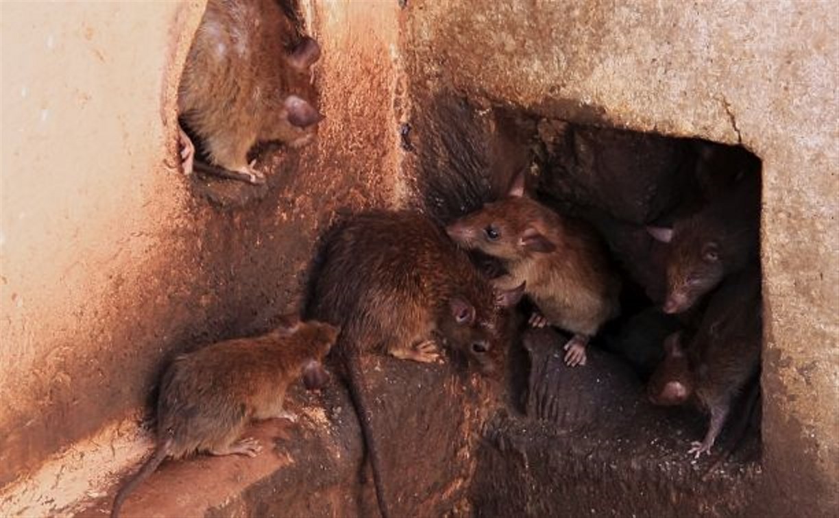 "Баки ходят ходуном от нашествия крыс": в Быкове грызуны выигрывают войну против людей