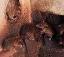 "Баки ходят ходуном от нашествия крыс": в Быкове грызуны выигрывают войну против людей