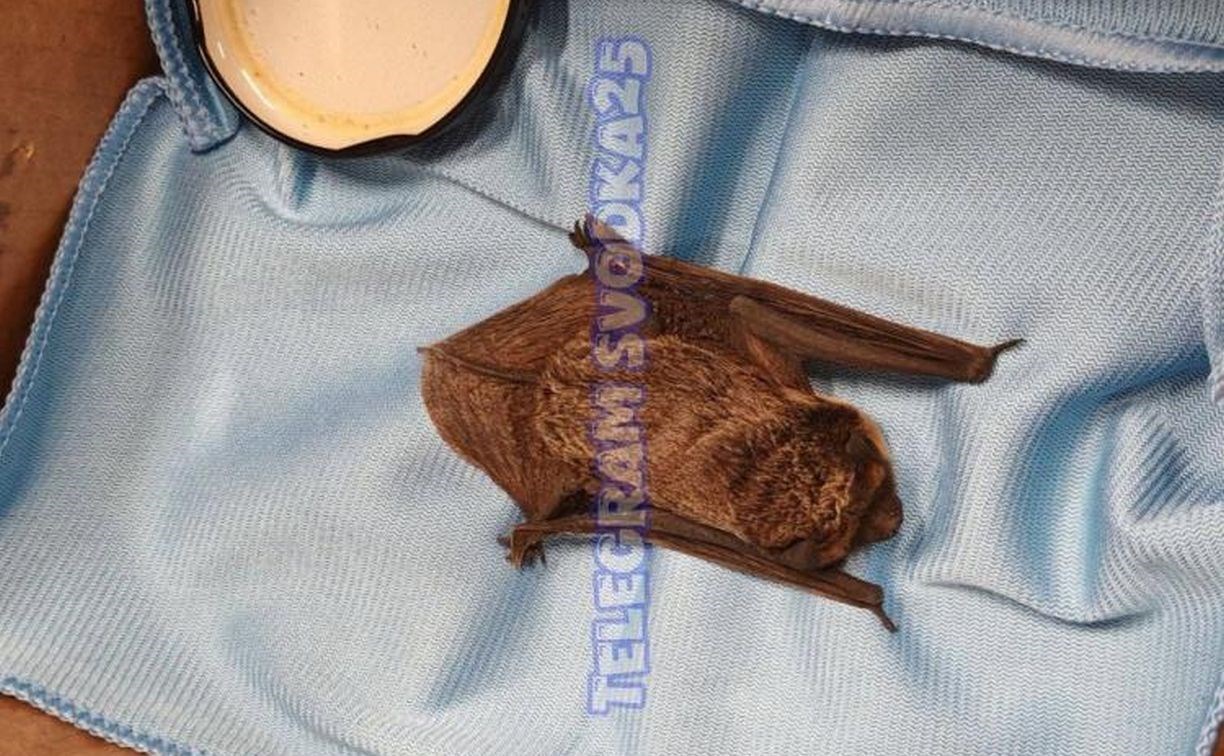 Летучая мышь "постучалась" в квартиру владивостокца