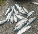 Лодку, 21 "хвост" кеты и забродные сапоги изъяли у автомобилиста на Сахалине