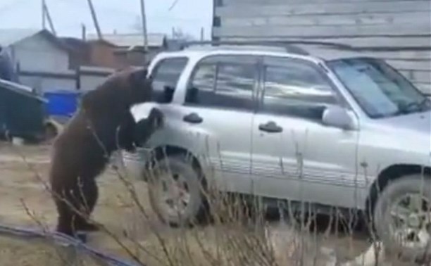Медведь в Охе пытался взломать машину и катался со снежной горки 