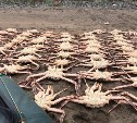 Около 250 кг живых крабов изъяли пограничники у браконьеров на Сахалине