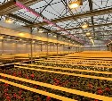 Совхоз "Тепличный" планирует вырастить 800 тысяч рассады и украсить областные муниципалитеты миллионом цветов