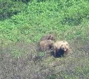 На Курилах "поседевшая" медведица привела подросших детёнышей к людям