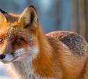 На Камчатке лиса "ограбила" рыбаков