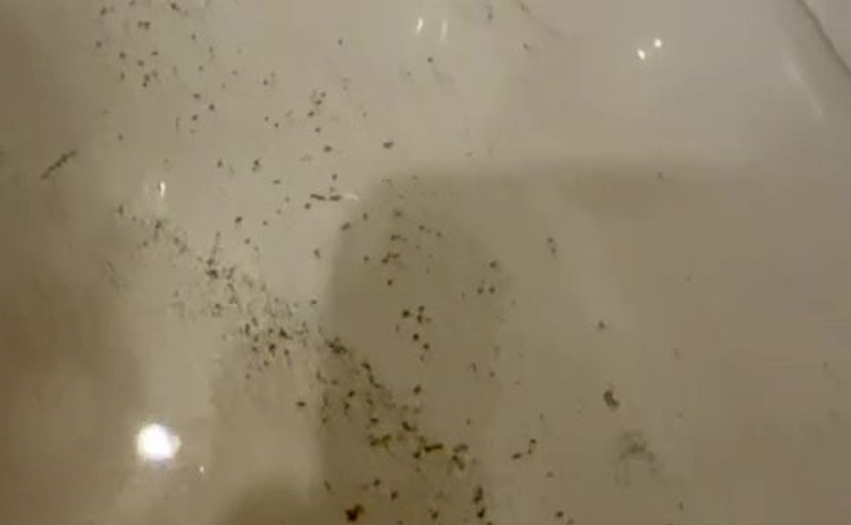 "Вода из речки?": жители Дальнего жалуются на плохую воду