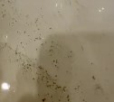 "Вода из речки?": жители Дальнего жалуются на плохую воду