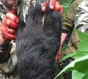 Еще одного медведя отстрелили на Сахалине