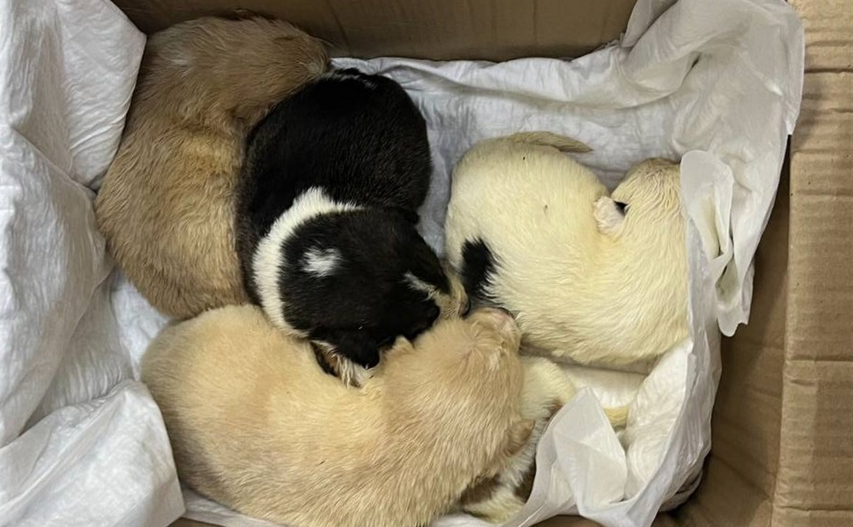 Скандал в Углегорске: женщина оставила в мэрии коробку с 12 щенками