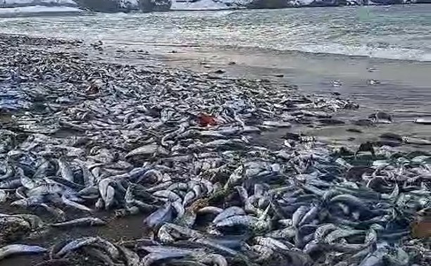 "Селёдкин суицид": на Курилах тонны рыбы вывалило на берег моря