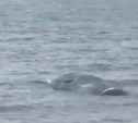 В Углегорском районе в море наблюдают погибающего огромного кита