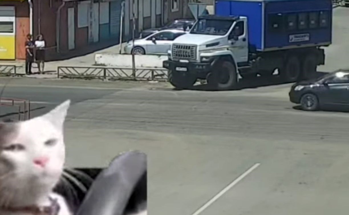 Мэрия амурского города сняла видео с котиками, чтобы пристыдить автохама