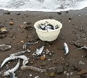 Учёные обнаружили опасное вещество в сардинах, выброшенных на побережье Сахалина
