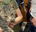 "Хозяйка разрешила ломать стену": в Южно-Сахалинске спасли кота, просидевшего в вентиляции 4 дня
