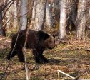 "За спиной услышал шорох": сахалинский фотограф "охотился" на птиц, а встретил медведя