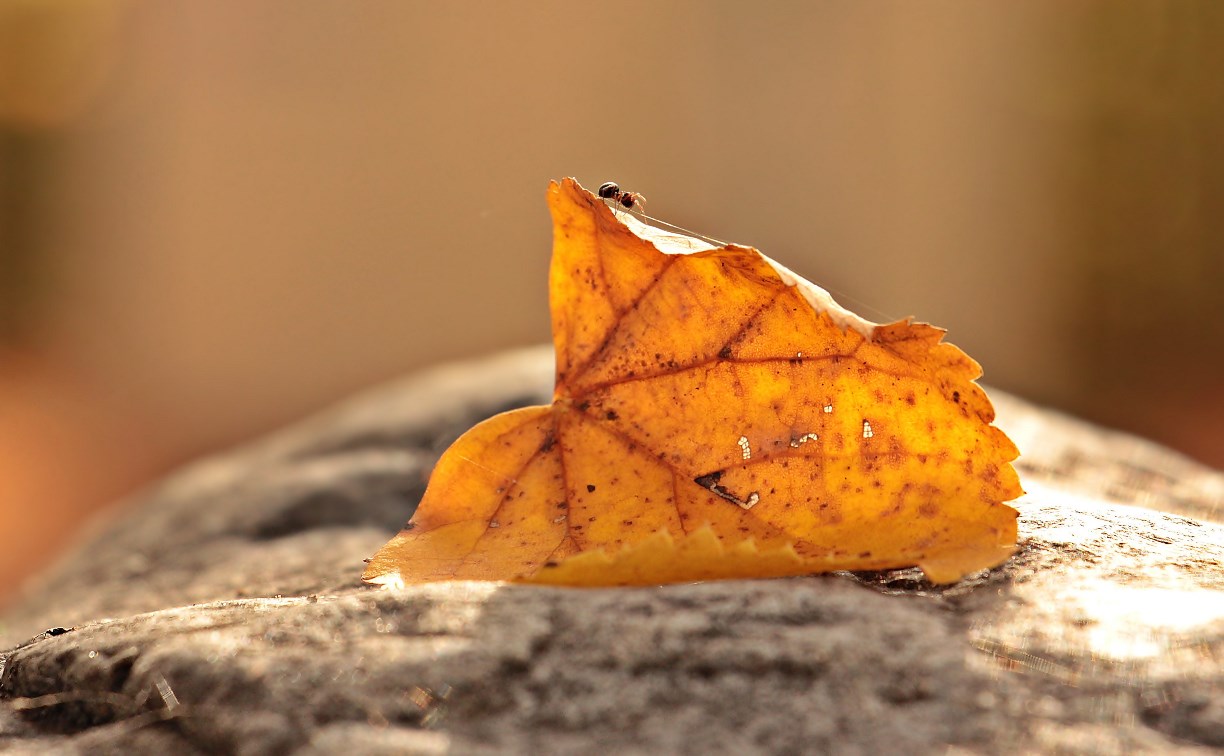 Ветер сменит направление: воздух на юге Сахалина прогреется до +8 градусов