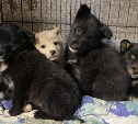 В приюте Южно-Сахалинска заканчивается корм для собак