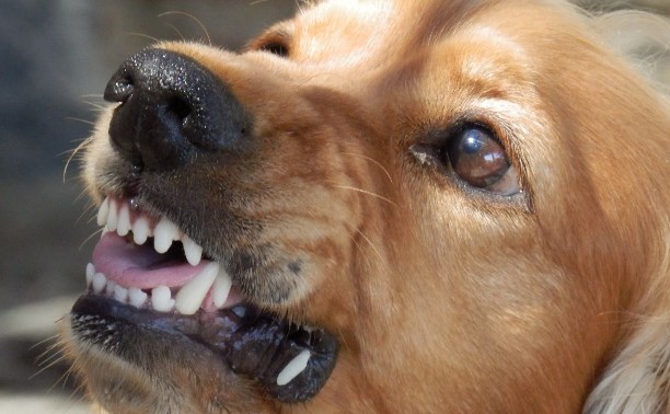 Сколько детей нужно покусать: четыре ведомства на Сахалине пока не справились с одним агрессивным псом