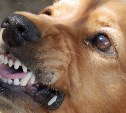 Сколько детей нужно покусать: четыре ведомства на Сахалине пока не справились с одним агрессивным псом