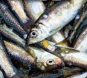 Жителям и гостям Южно-Сахалинска рассказали, где сегодня купить свежую рыбу
