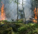 Два вертолёта и самолёт будут охранять сахалинские леса от огня