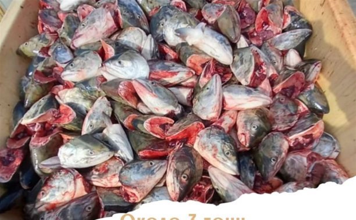 "А чего не хвосты?": бесплатная раздача рыбьих голов на Сахалине вызвала дискуссии в соцсети